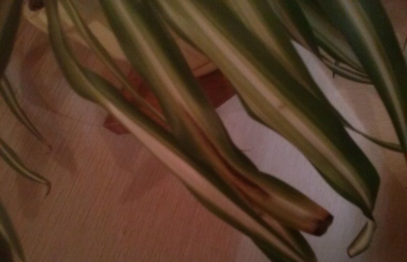 클로로피텀 질병