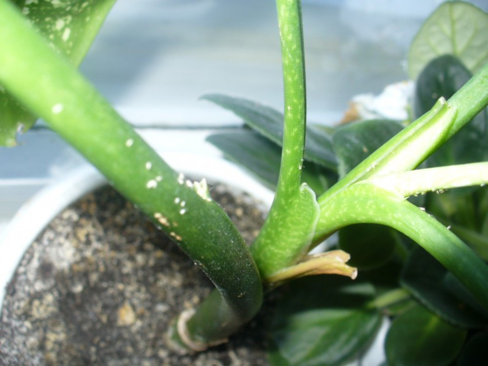 디펜바키아의 해충