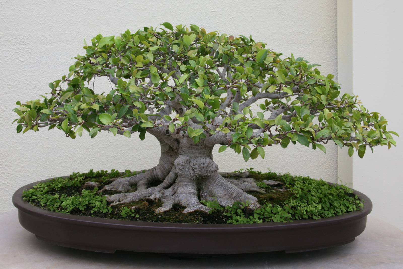 무화과나무(Ficus microcarpa)