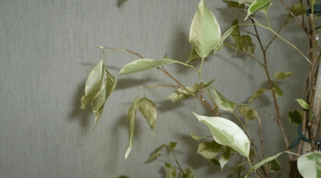 잎이 떨어지는 것