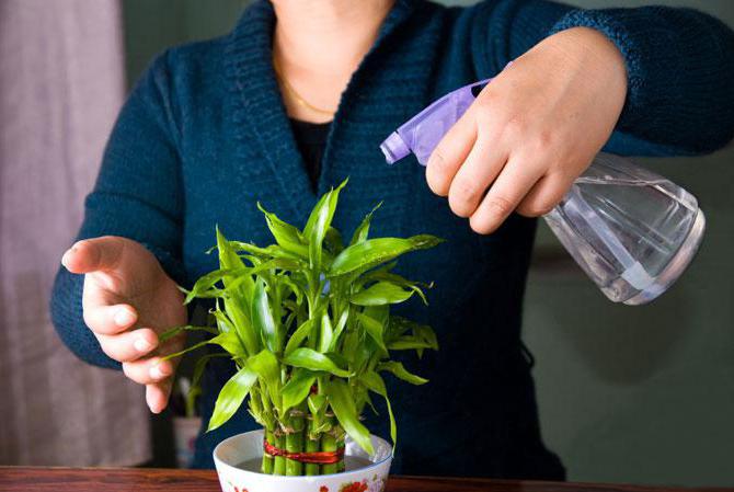 과산화수소 분무