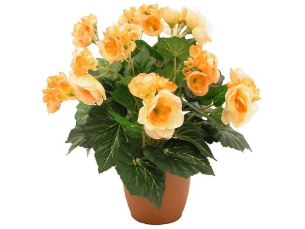 베고니아의 종류와 품종