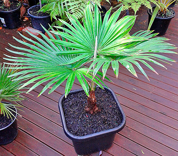 트라키카르푸스