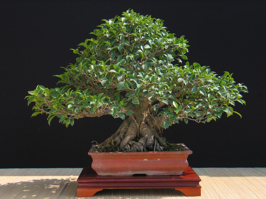 무화과나무(Ficus microcarpa)