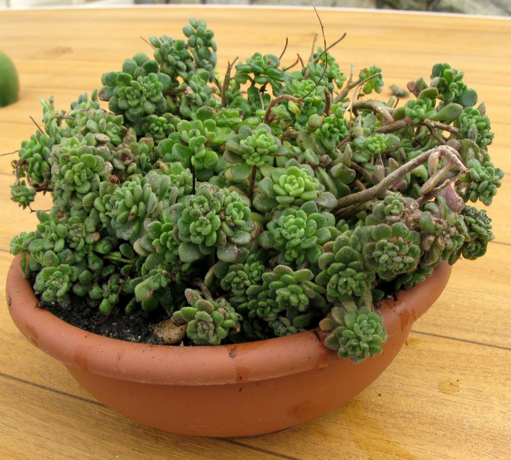 아이크리슨 토르티야