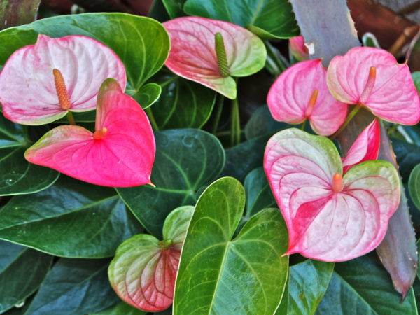 꽃은 어떻게 생겼나요?