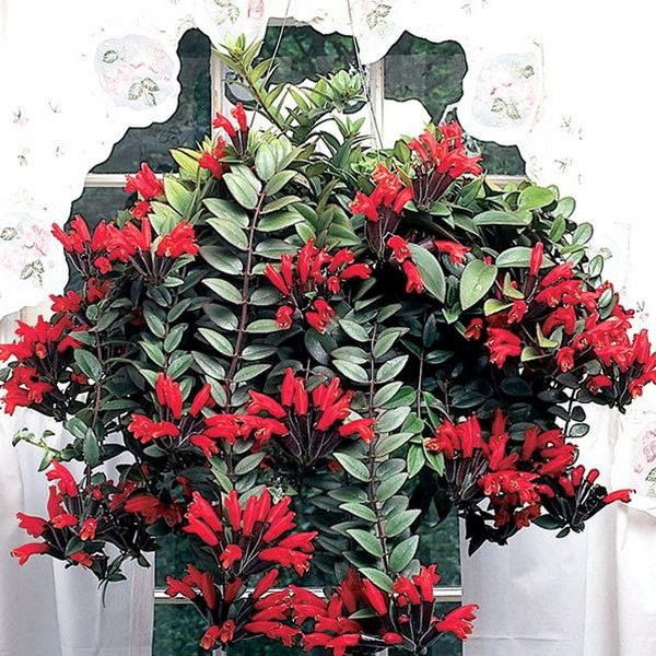 아이스키난투스 가지치기