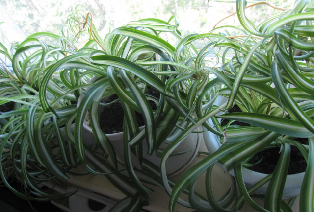 클로로피툼 조명