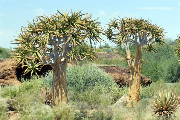 알로에 디코토모사