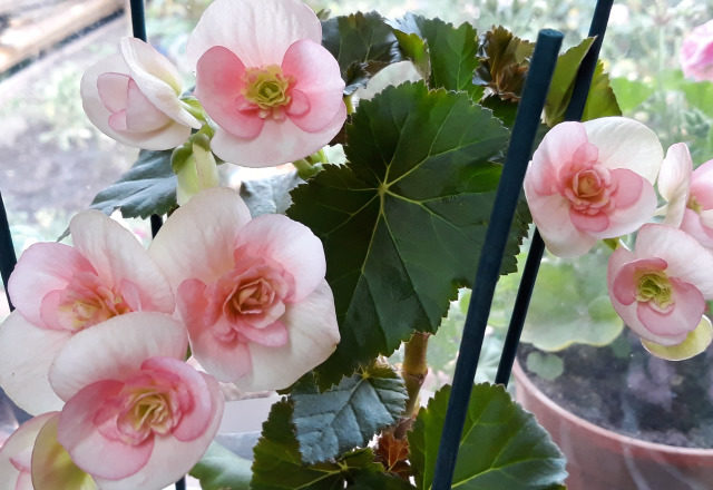 베고니아 엘라티오르