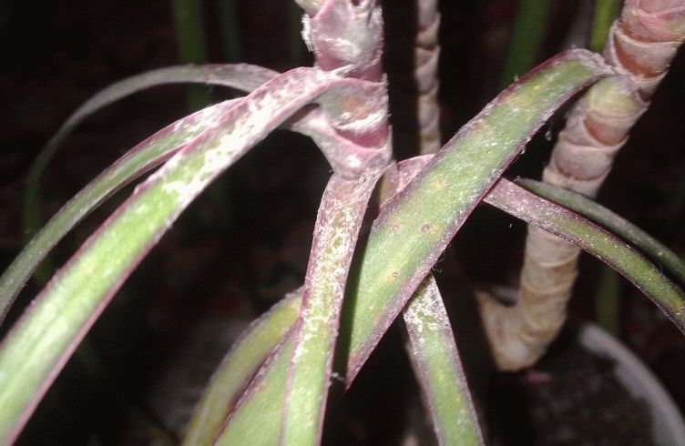 실내 야자수 질병