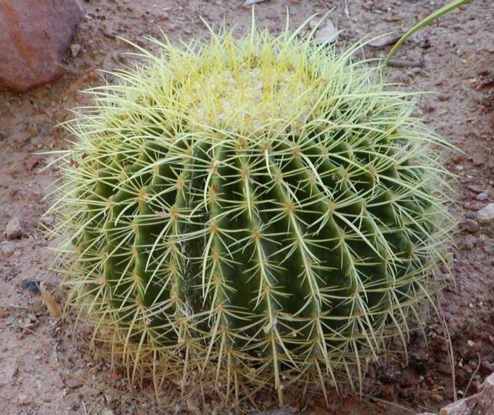 마우치에니비에