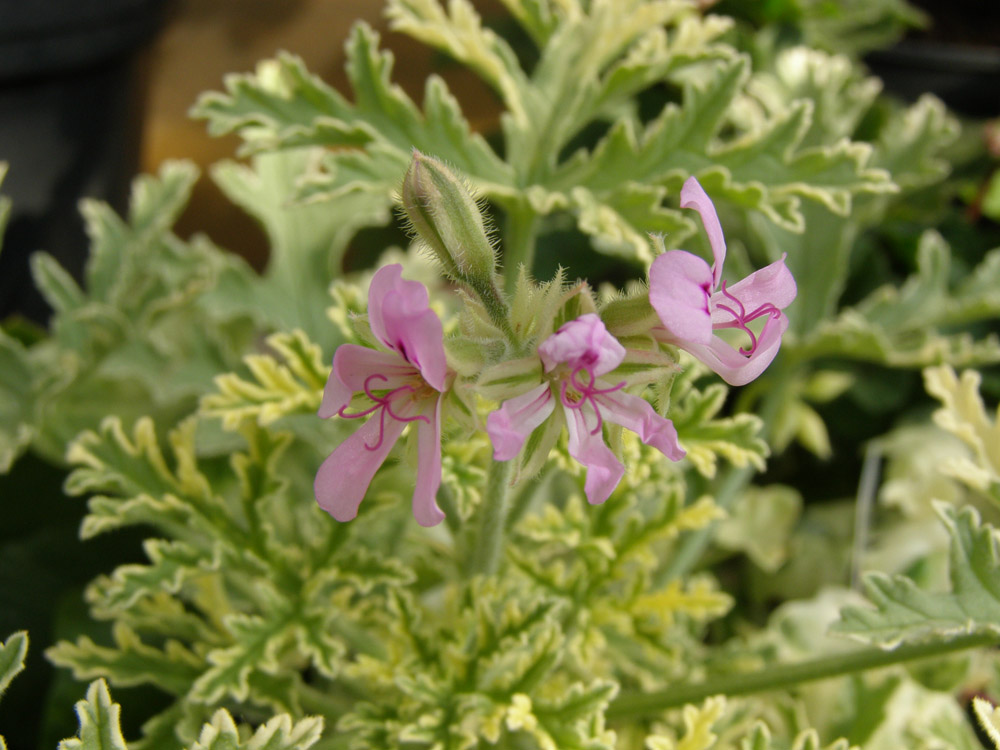 향기로운 펠라고늄