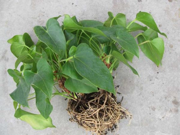 자손에 의한 번식