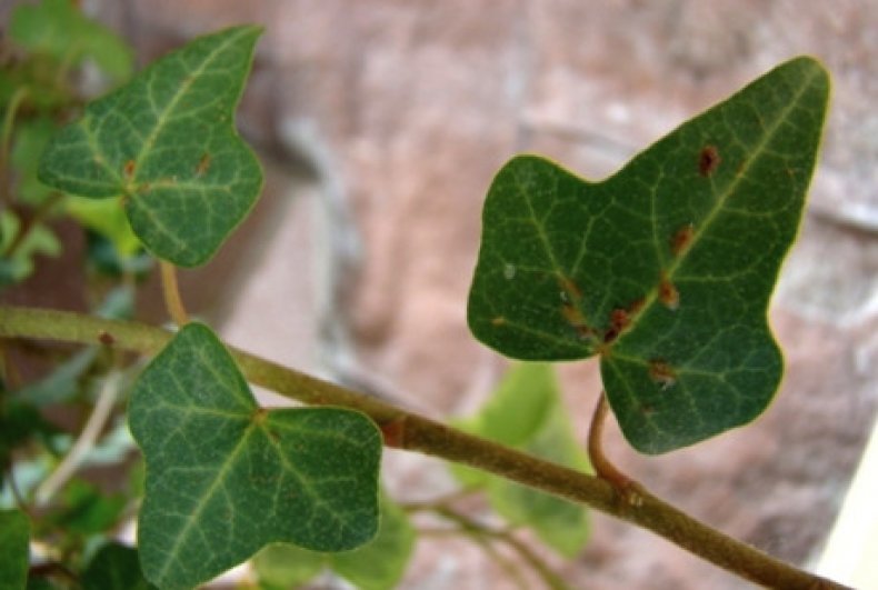 잎에 있는 깍지벌레