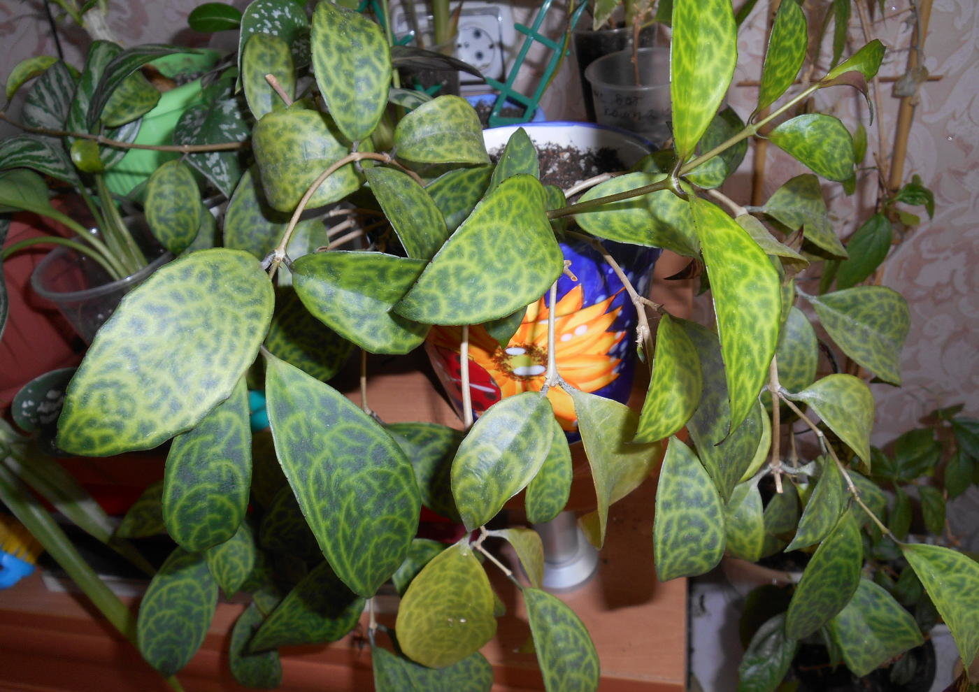 아이스키난투스 대리석