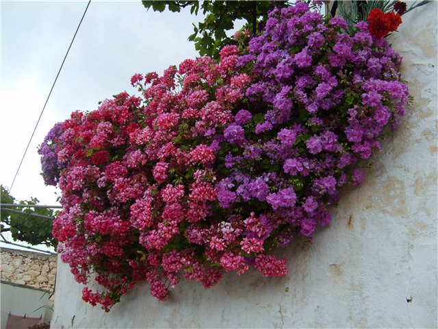 암펠러스 펠라고늄