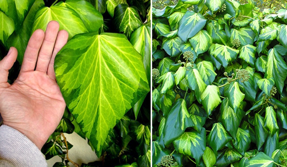 콜키스 담쟁이덩굴