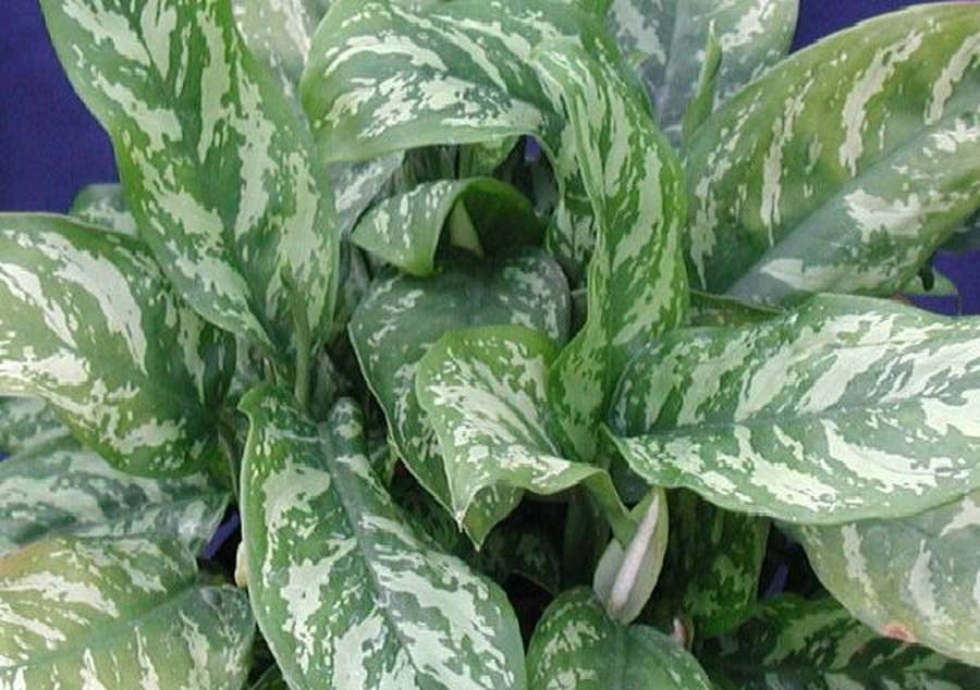 마리아 크리스티나