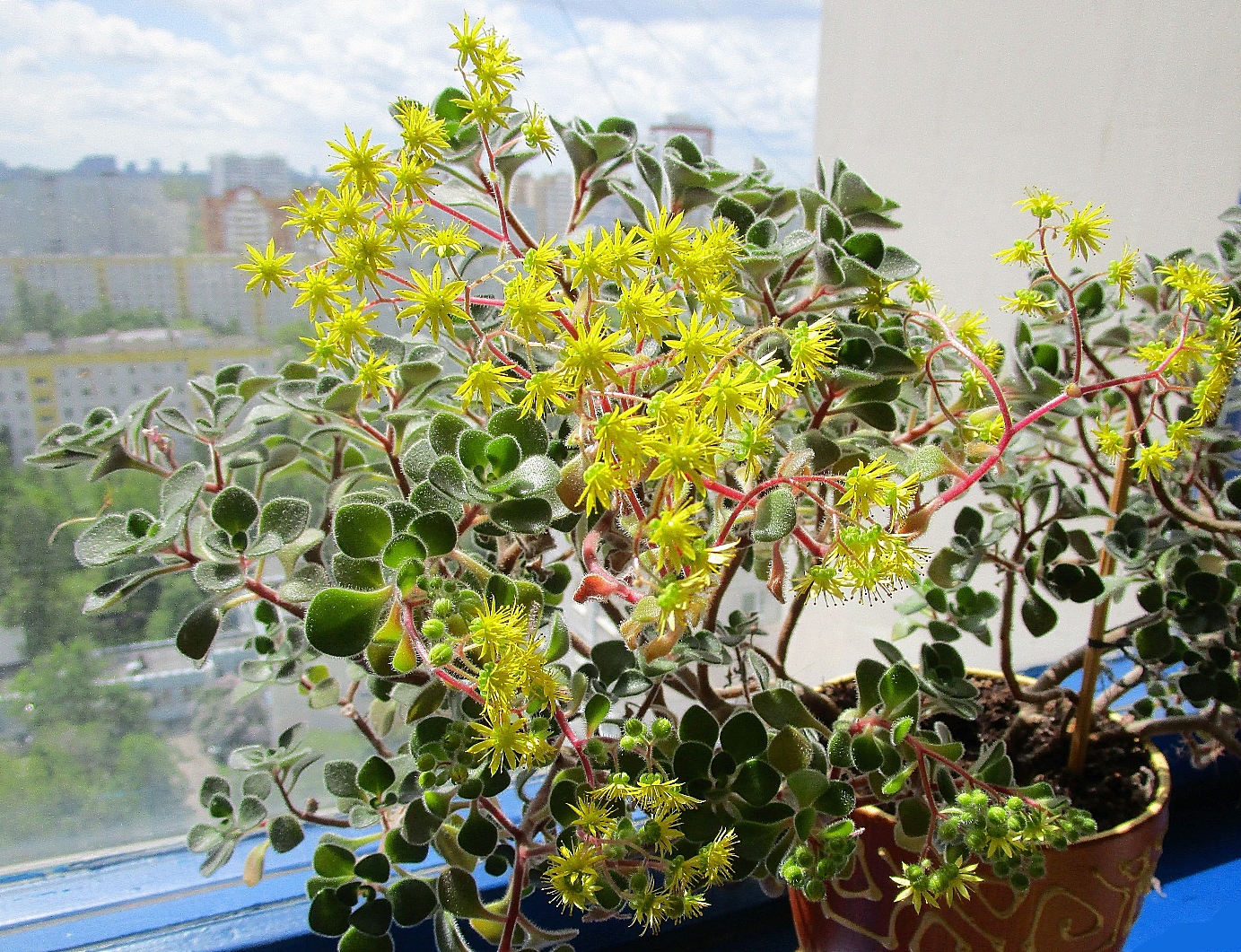 아이크리슨 푼크타타