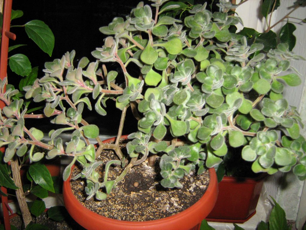 아이크리손 도메스티쿠스