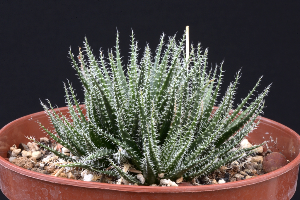 알로에 하워시오이데스