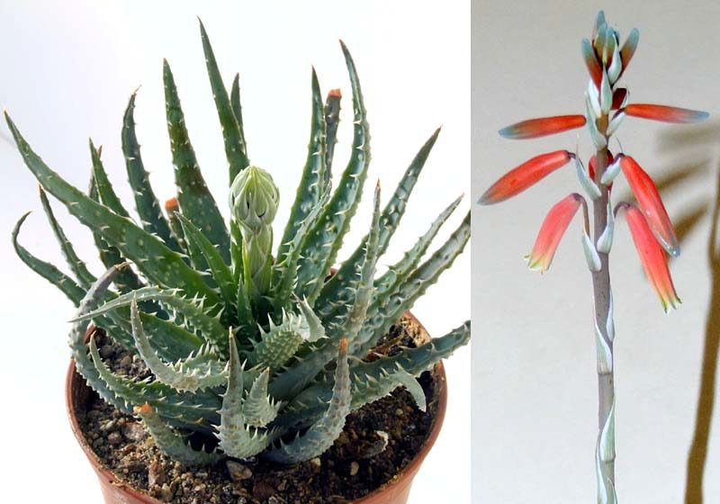 알로에 후밀리스