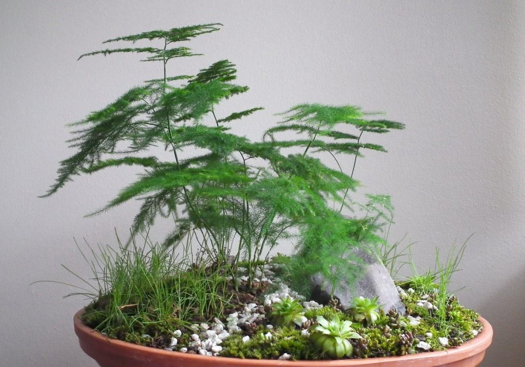 아스파라거스 깃털 모양