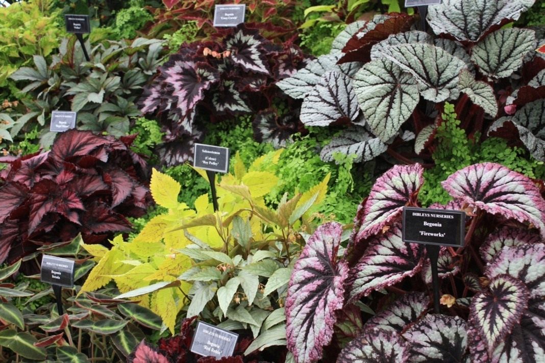 관상용 잎 베고니아