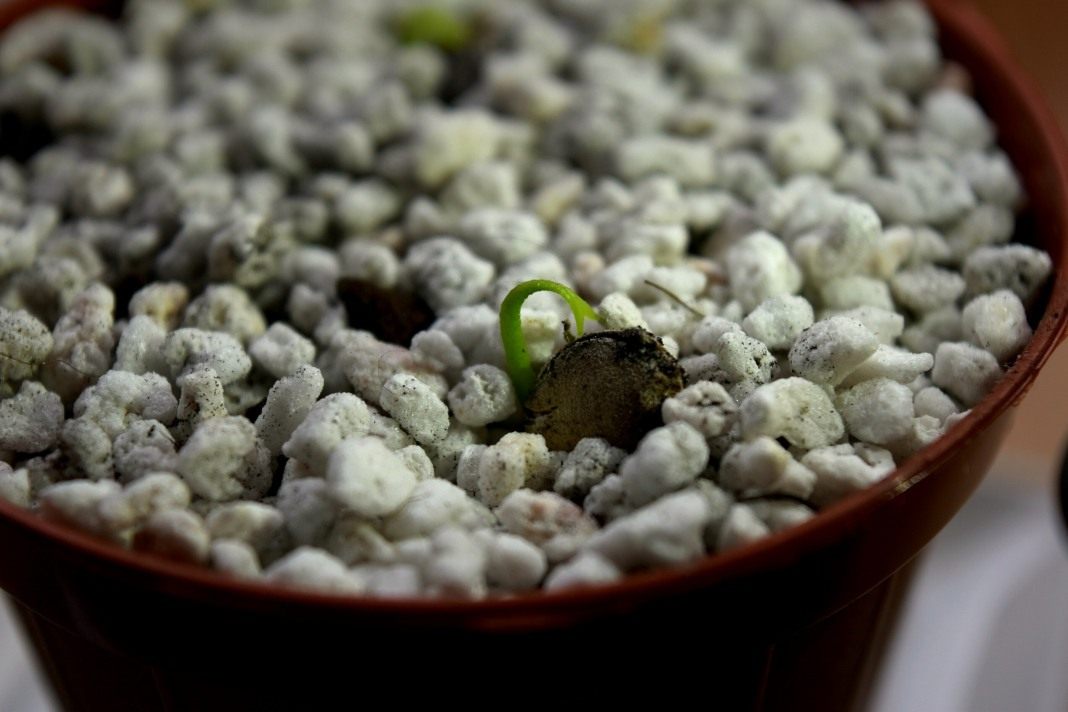 씨앗에서 부화한 귤