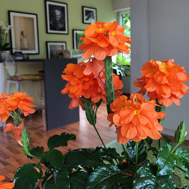 크로산드라 운둘라타