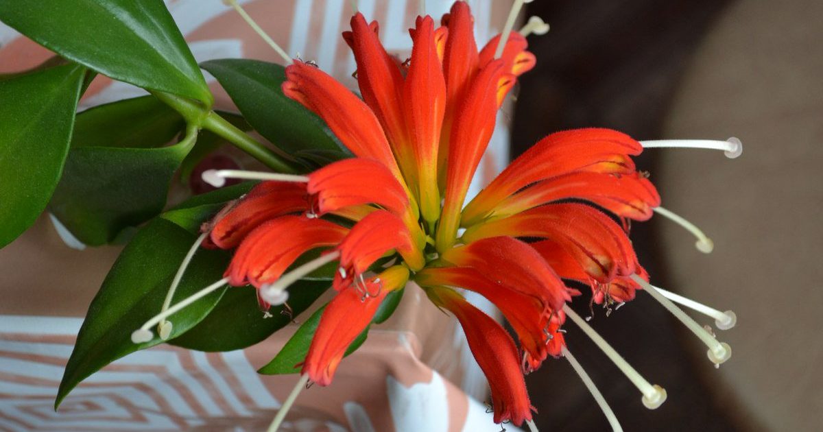 아이스키난투스