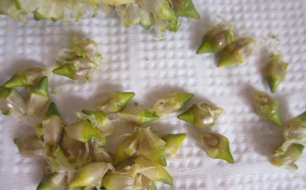 스파티필룸의 번식