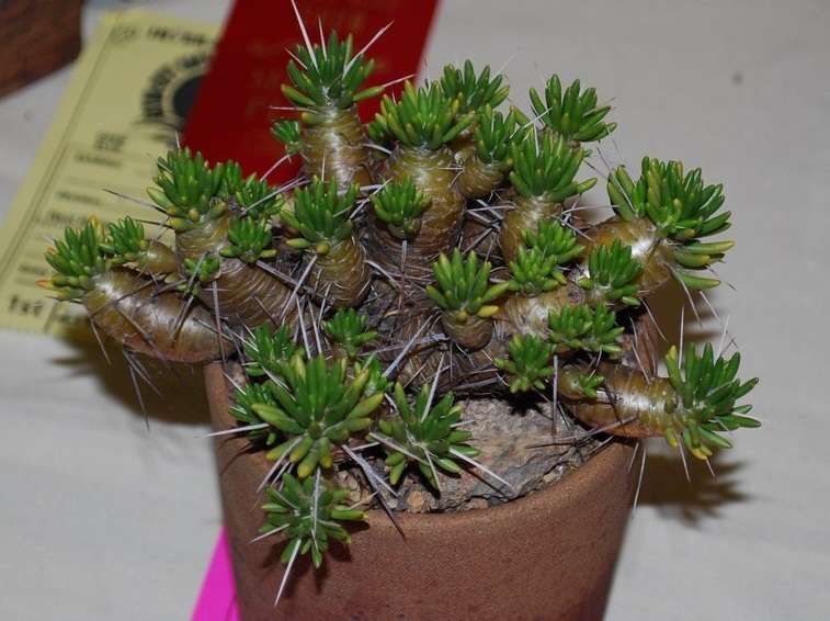 마우치에니비에