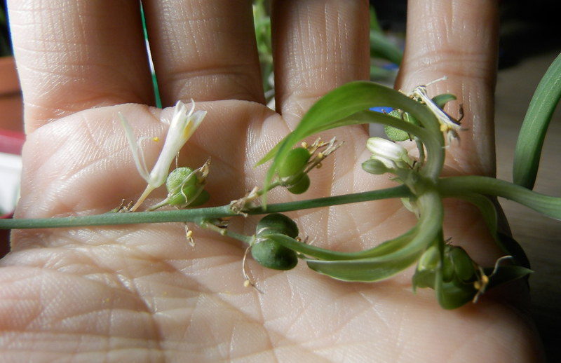 클로로피텀 씨앗