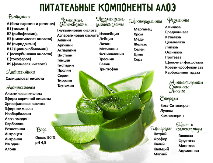 알로에의 영양 성분