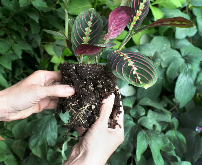 마란타의 덤불 나누기를 통한 번식