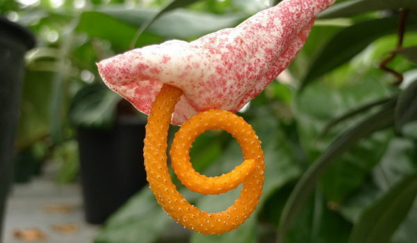 안투리움 스케르제리아나