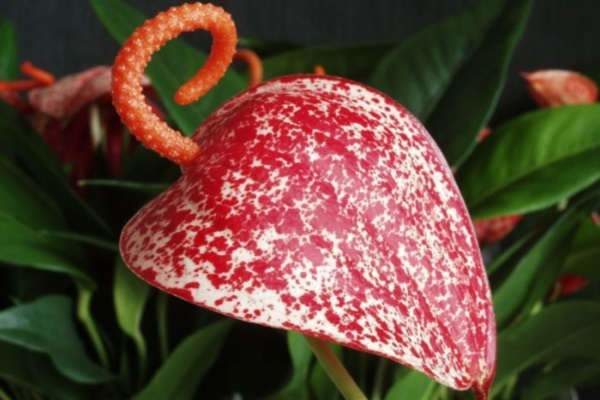 안스리움 베이커리