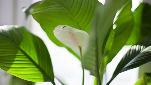 집에서 스파티필룸 관리하기