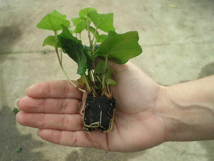 일반 담쟁이덩굴의 뿌리내린 절단