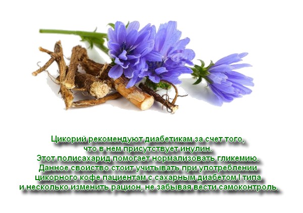 당뇨병에 좋은 치커리