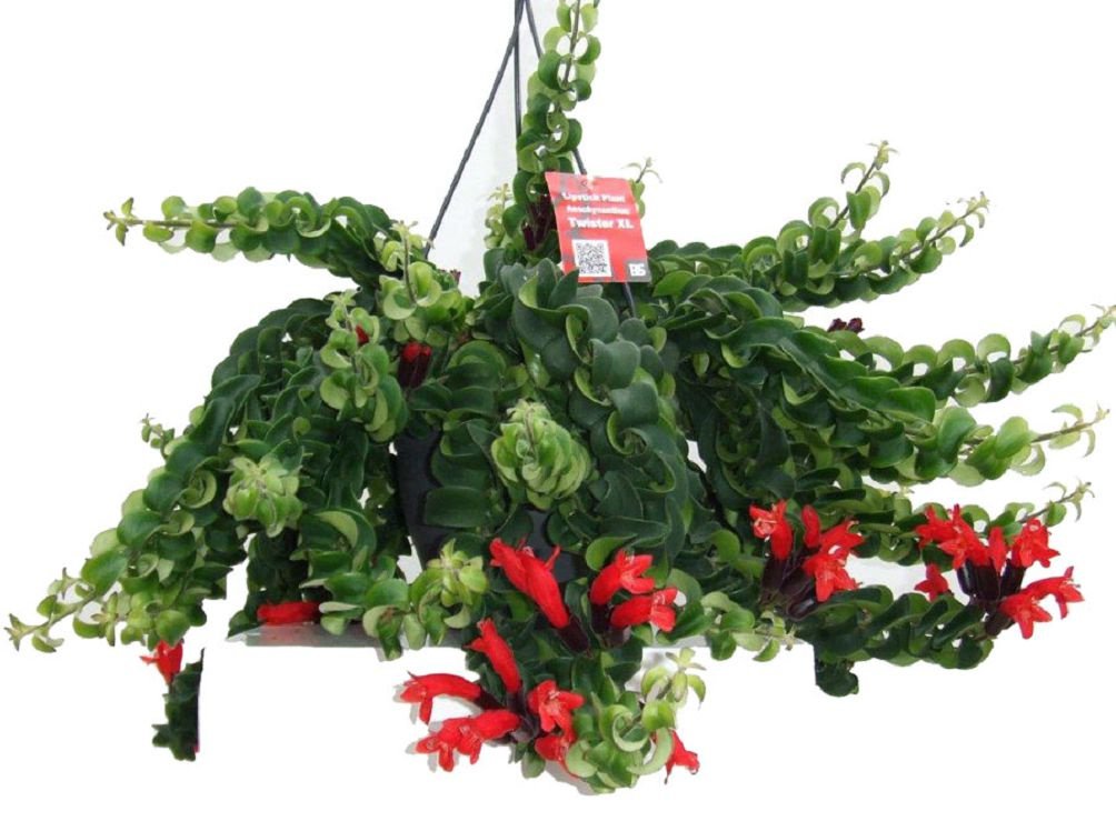 아이스키난투스 트위스터