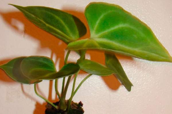 식물을 구입한 후 즉시 해야 할 일