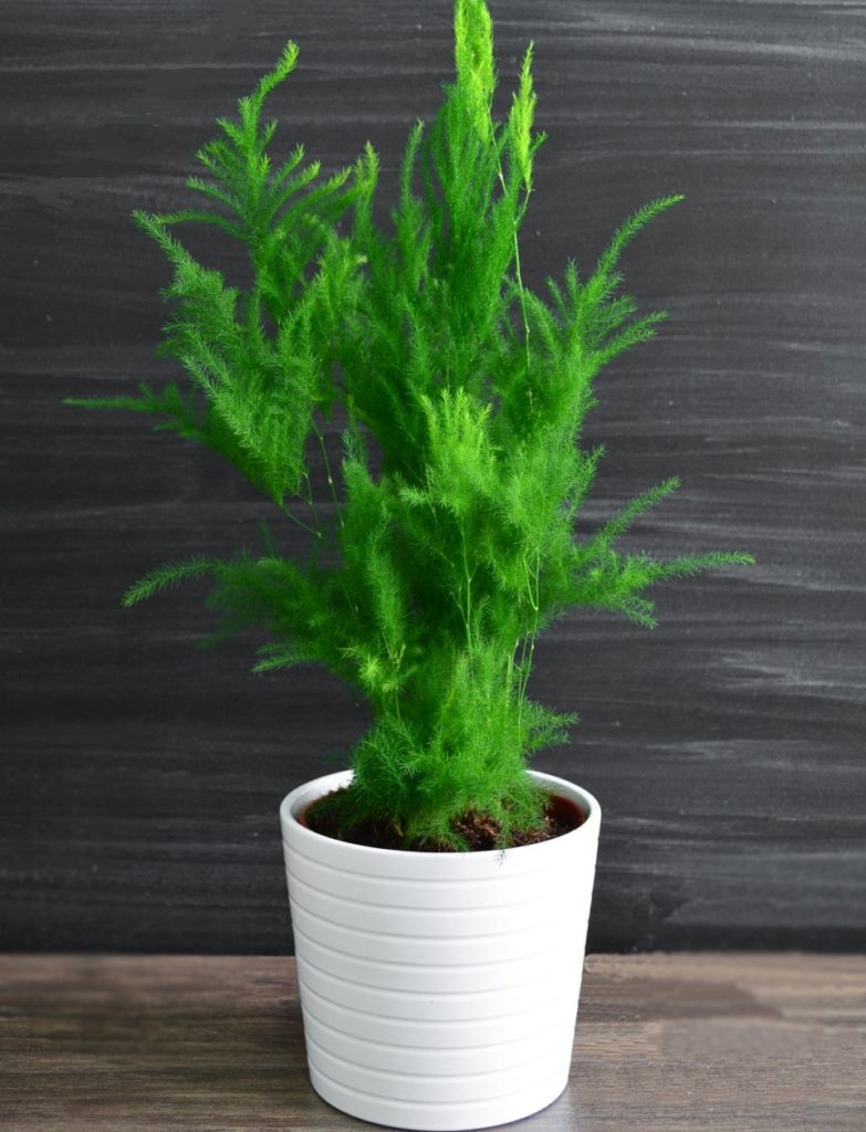 아스파라거스 피라미달리스