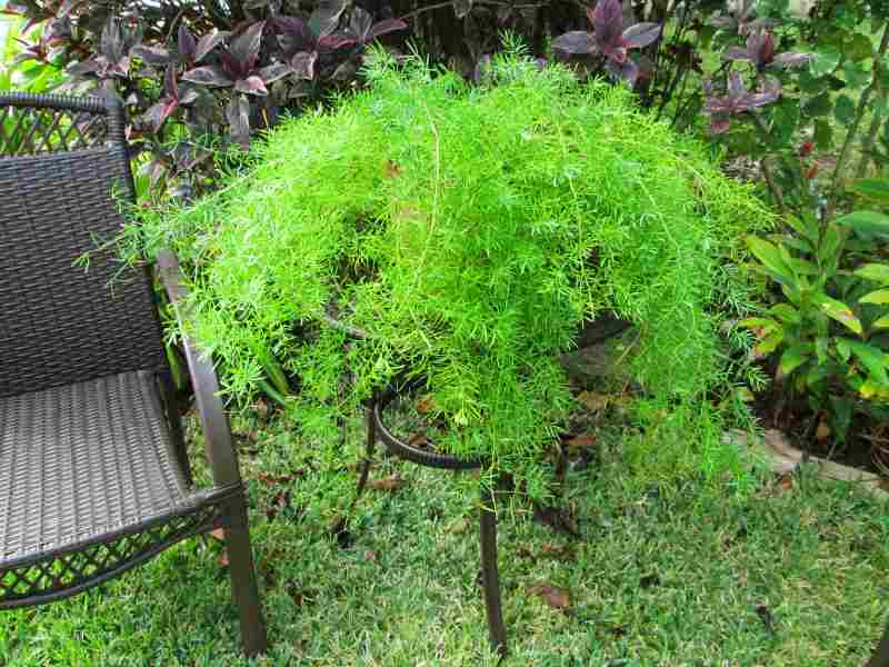 아스파라거스 스프렌거