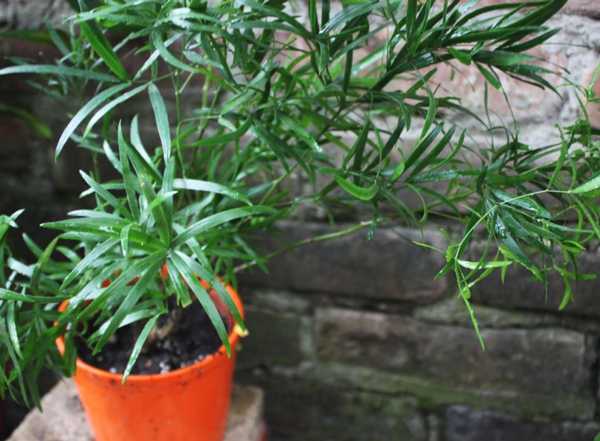 아스파라거스 가지치기