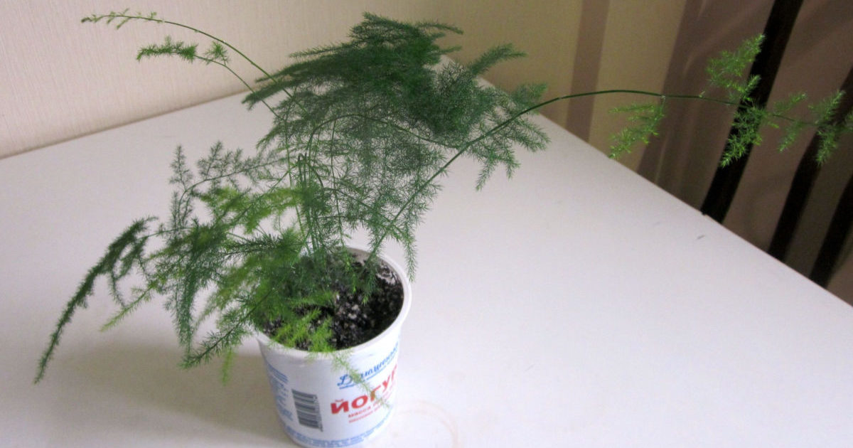 아스파라거스 깃털 모양