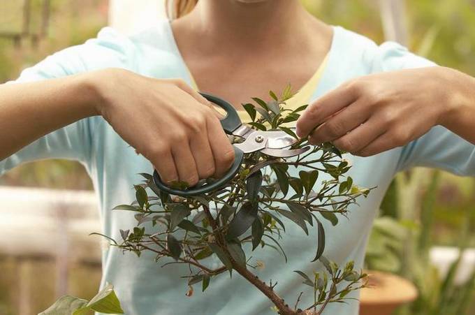 진달래 가지치기