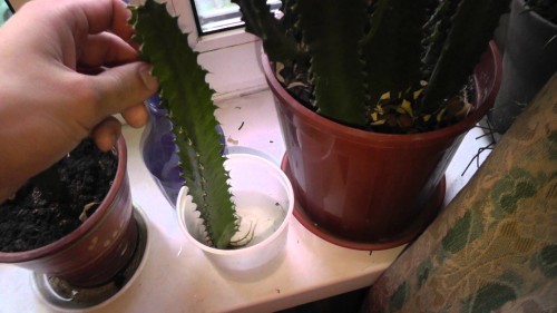 절단에 의한 번식